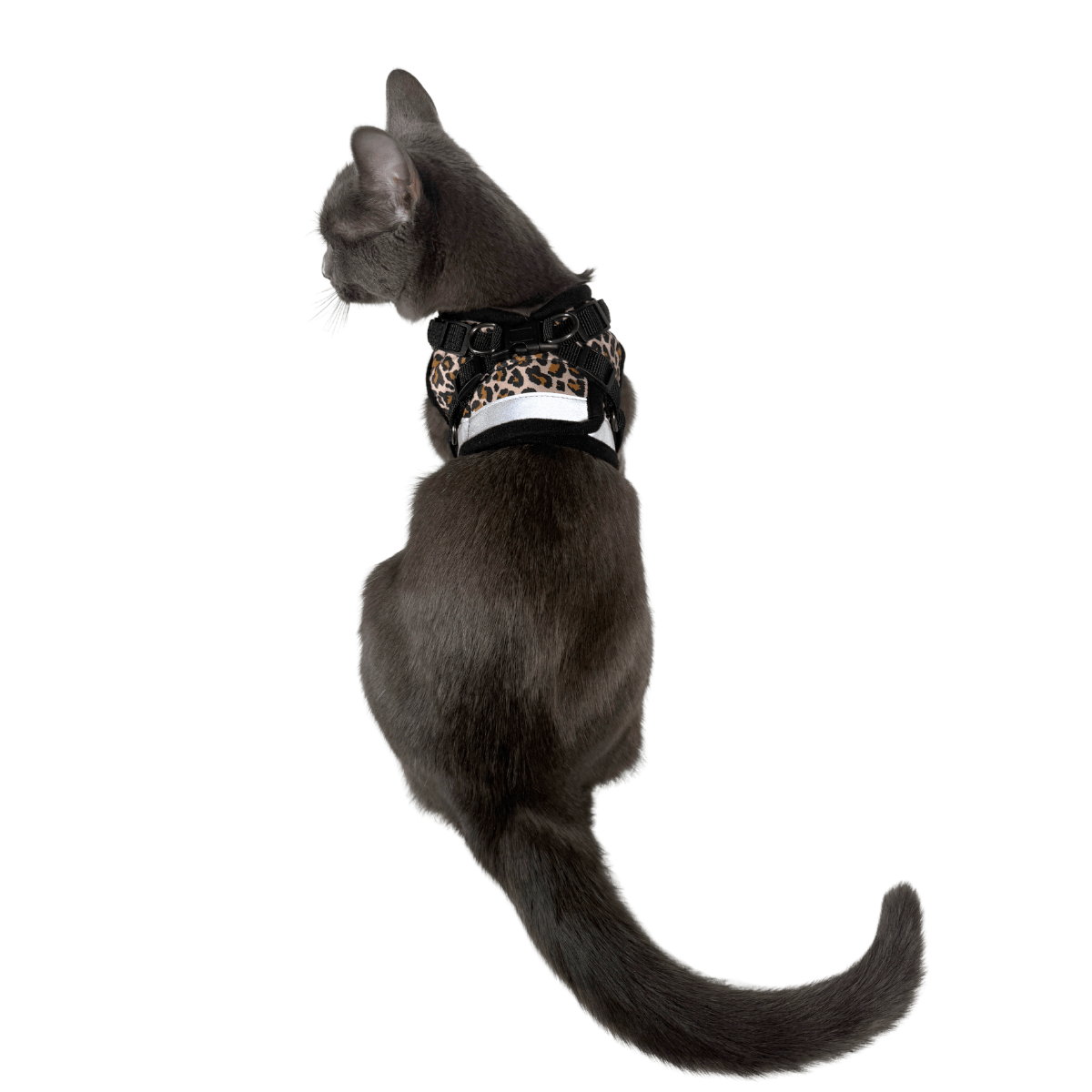 CHEETAH_STANDING_2_264c06fb-9de9-424f-9eec-9bbf622eae91.png
