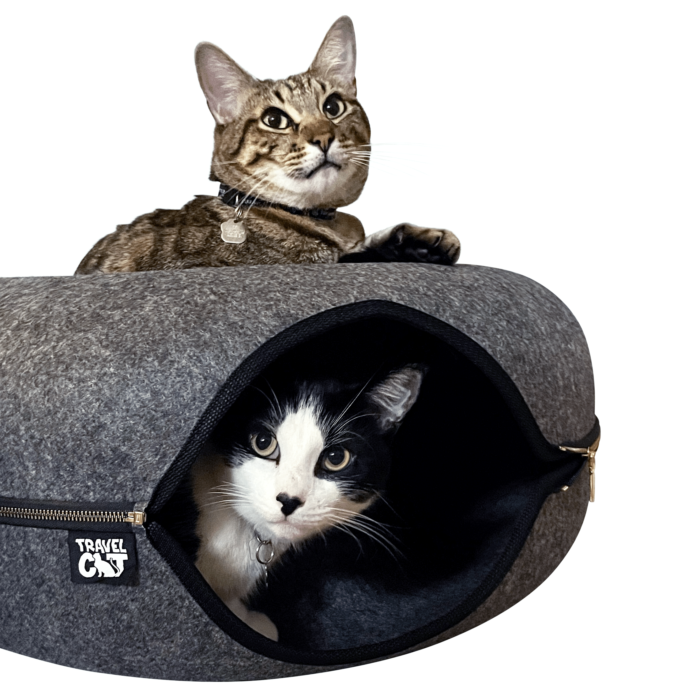 DONUT2CATS.png