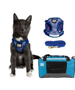 Feline Groovy Bundle