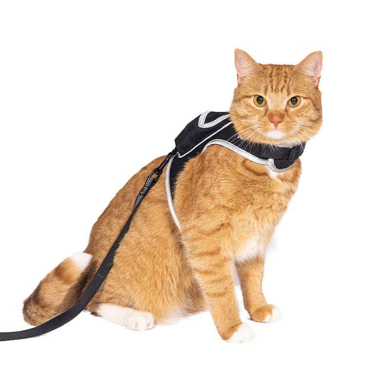 STRAYHARNESS1_dbebaf3d-ae45-46bc-9fae-0b98815ef6db.jpg