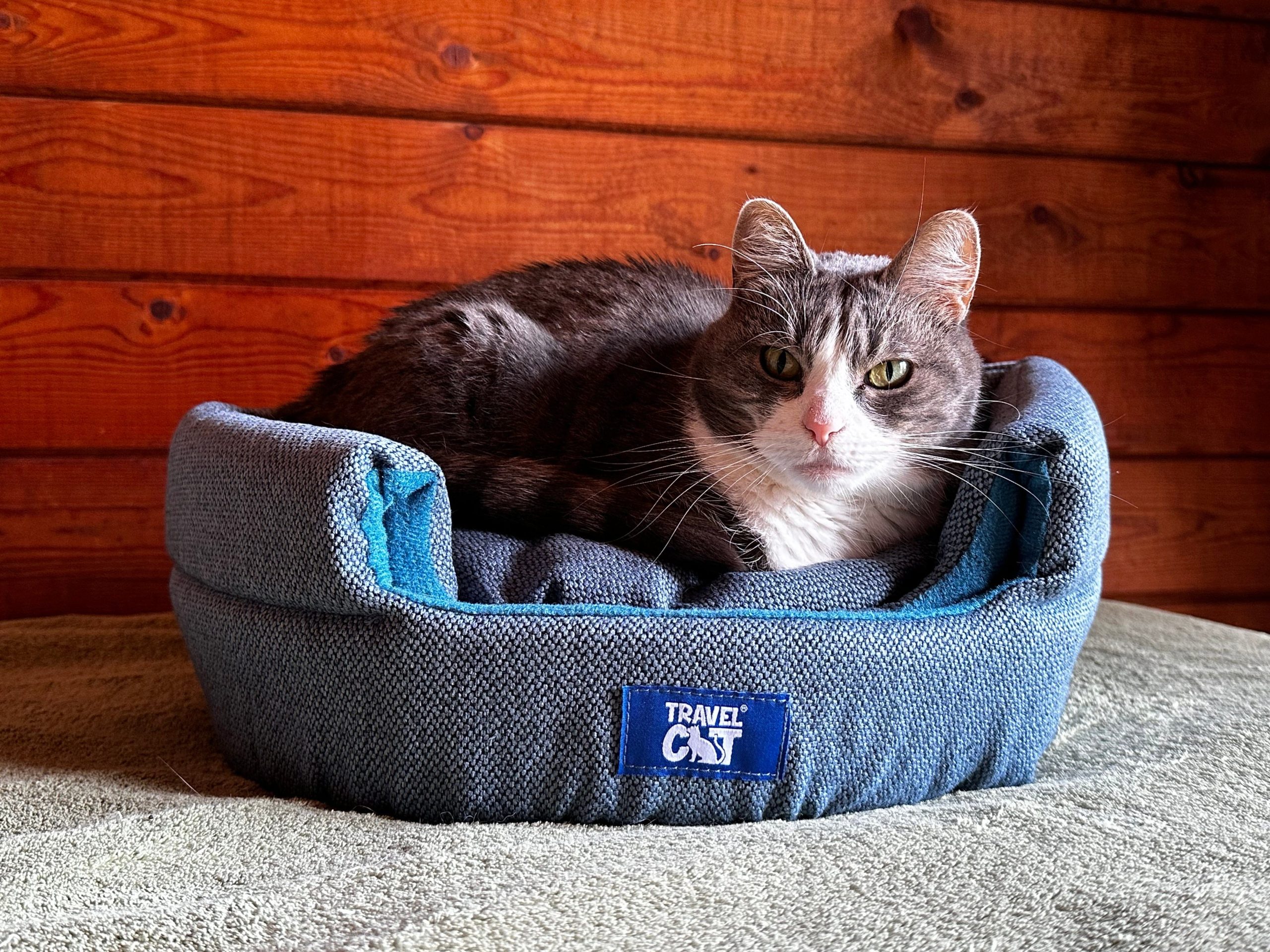meowbile_home_blue.jpg