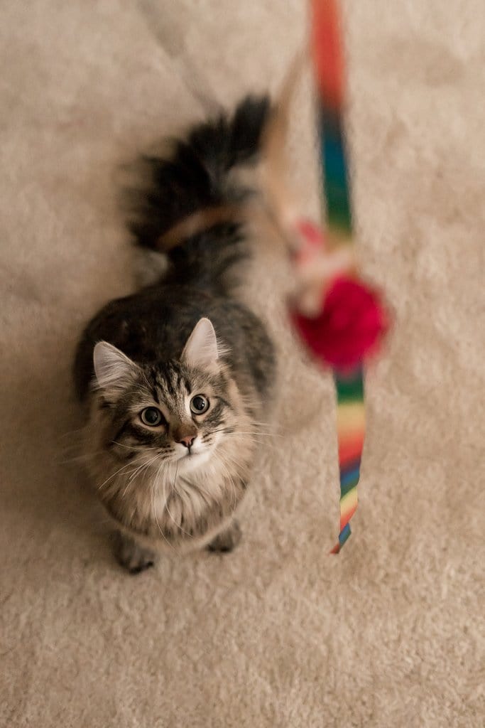 therainbowtoyresized3.jpg