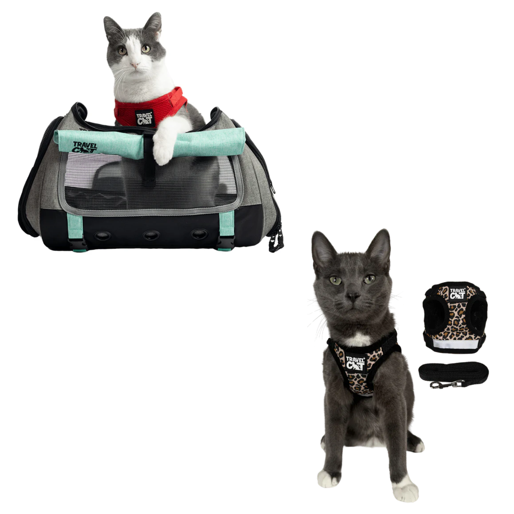 transpurrter_teal_7976867b-e278-4a3c-9a5d-fdd063e81e28__cheeta_1.png