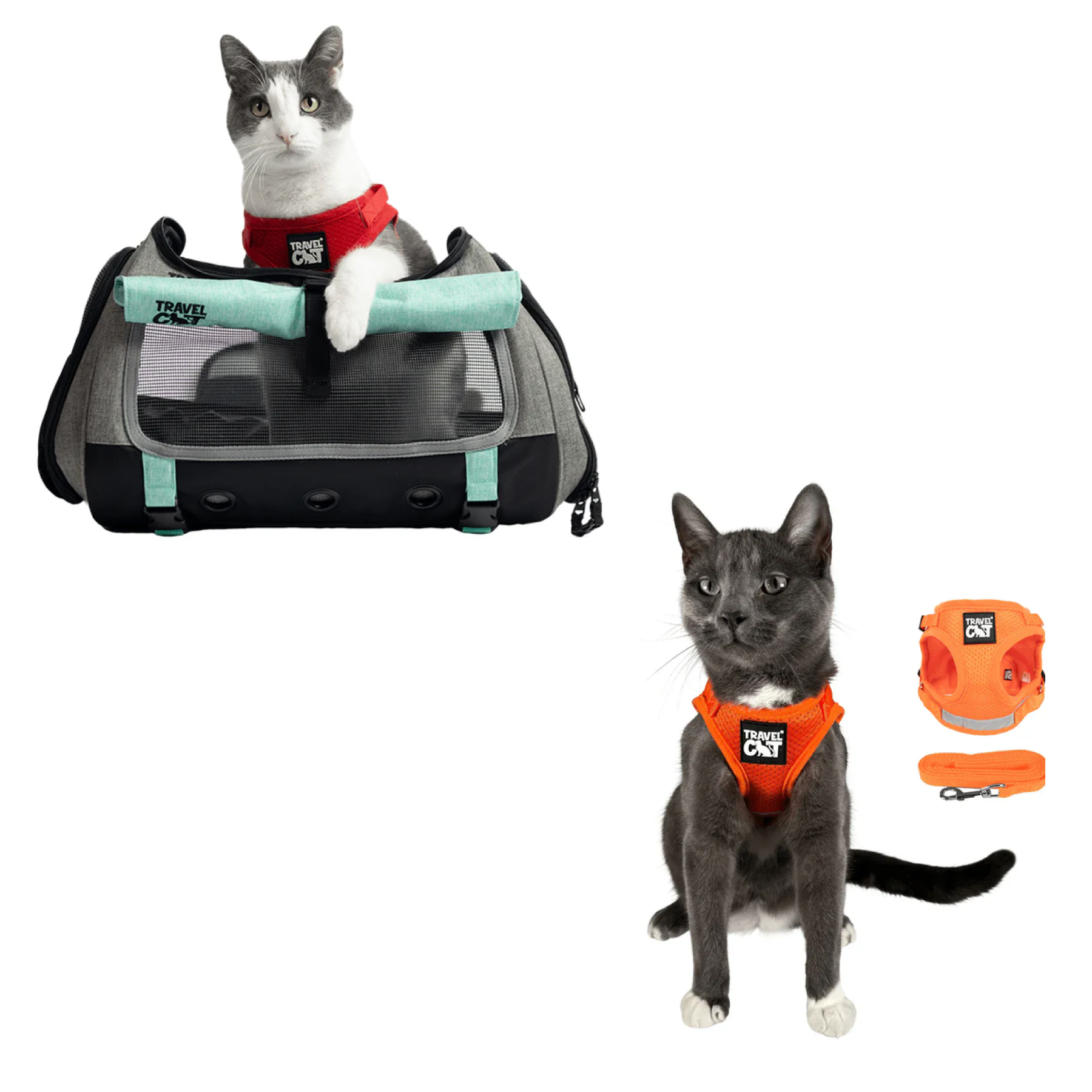 transpurrter_teal_7976867b-e278-4a3c-9a5d-fdd063e81e28__orange_1.png