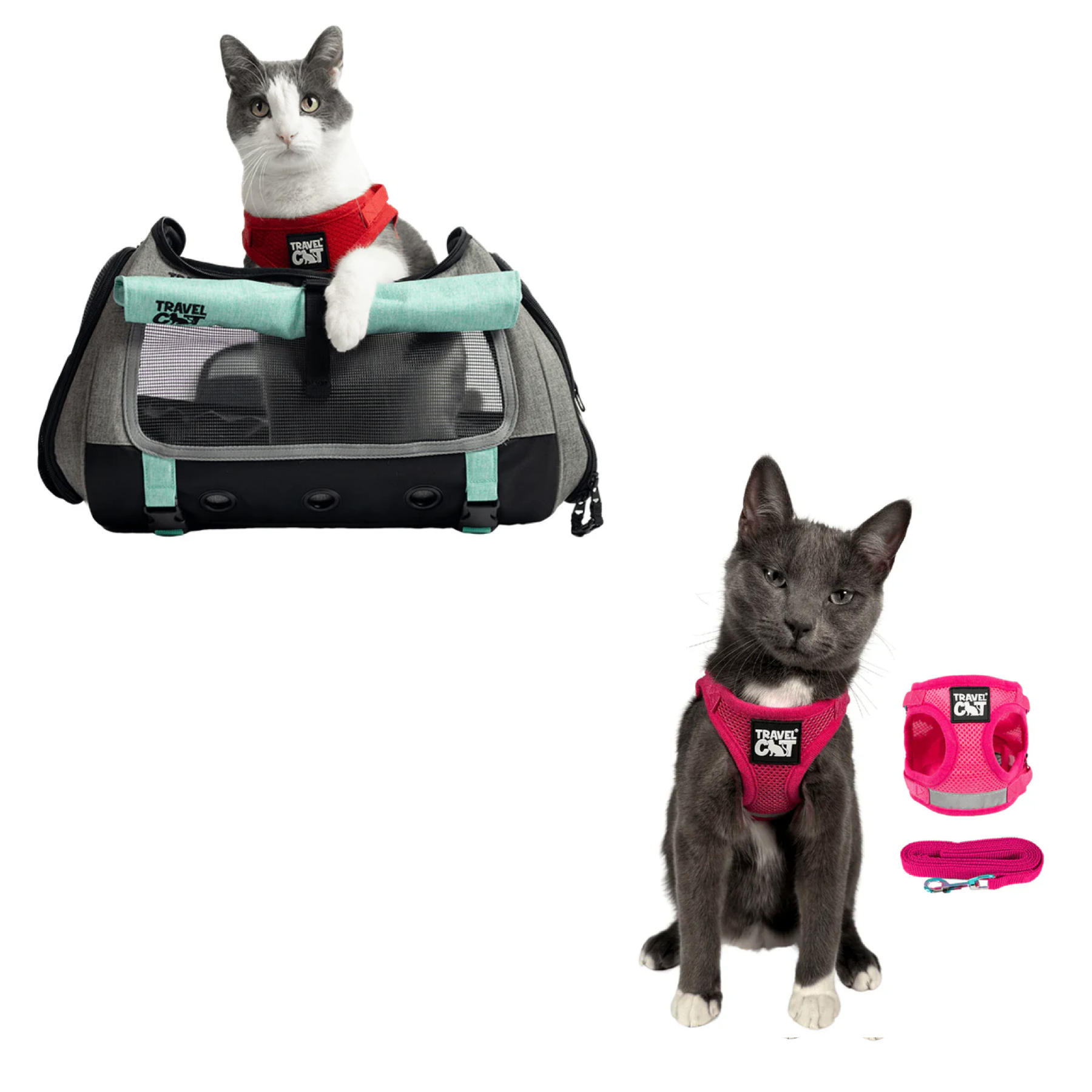 transpurrter_teal_7976867b-e278-4a3c-9a5d-fdd063e81e28__pink_2.png